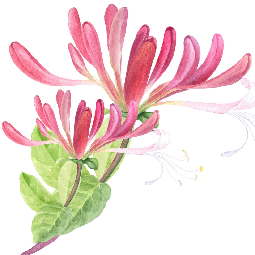 lonicera-zimolez